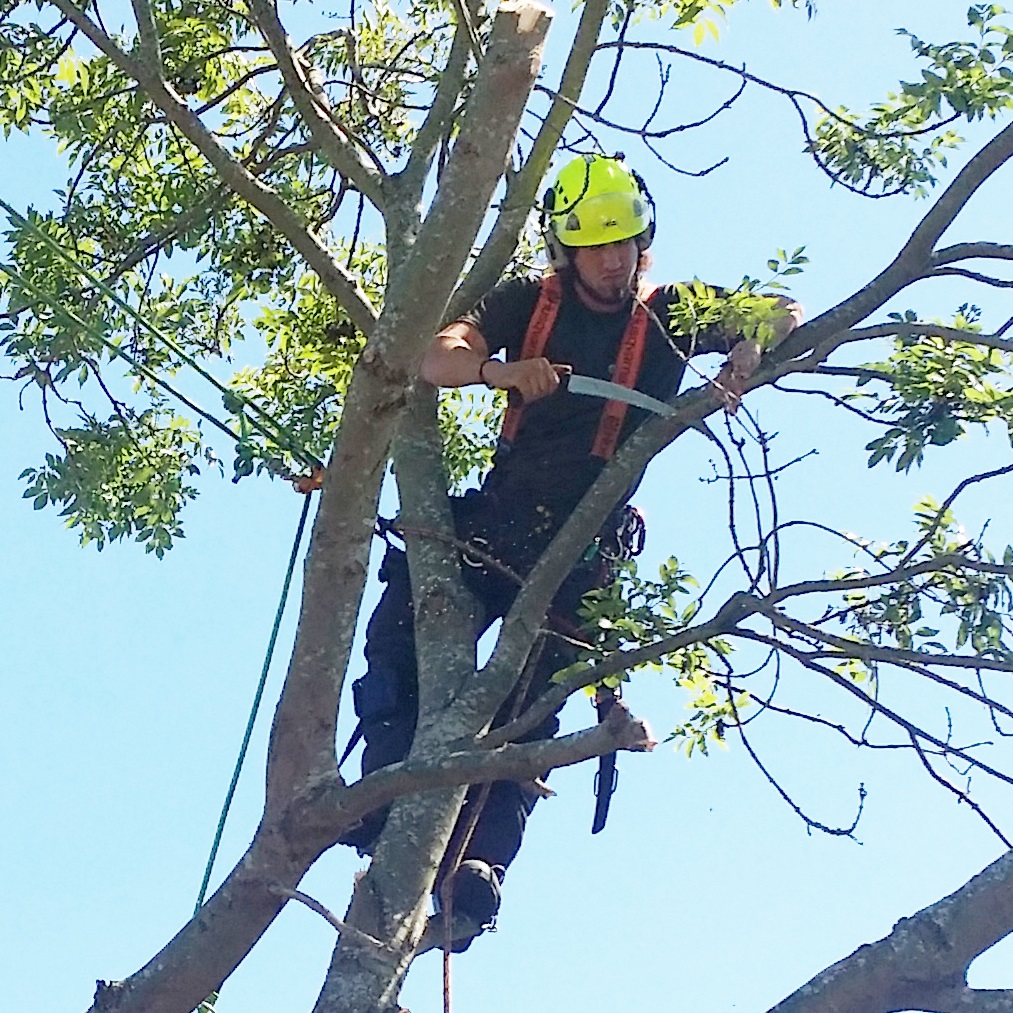 Tree Surgery Round Picture