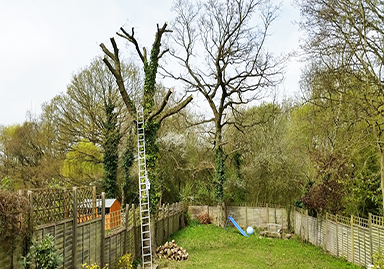 Tree Felling Service
