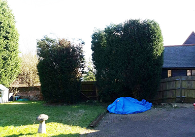 Conifer Thinning Service