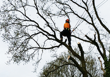 Branch Removal Service