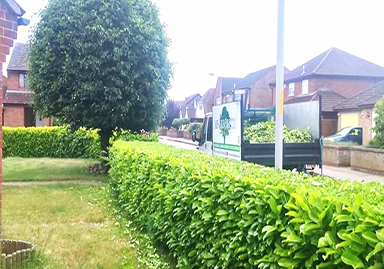 Hedge Trimming Service
